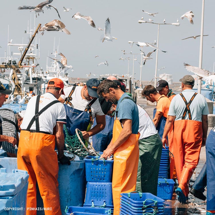 Nuri-Portugal-Fischkonserven-Hafen-Anlandung