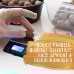 Muskatnuss-HF-Gewürzstudio6neu