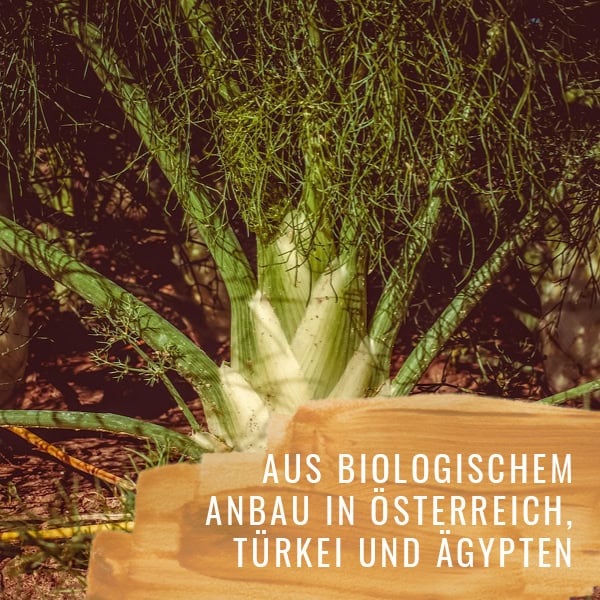 Fenchel-HF-Gewürzstudio-Berfena3