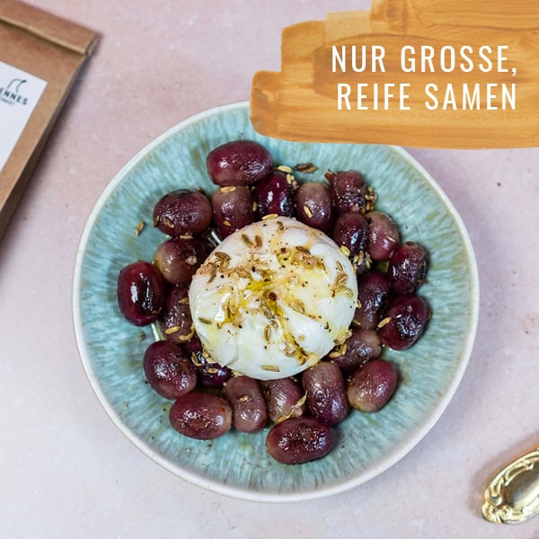 Fenchel-HF-Gewürzstudio-Berfena7