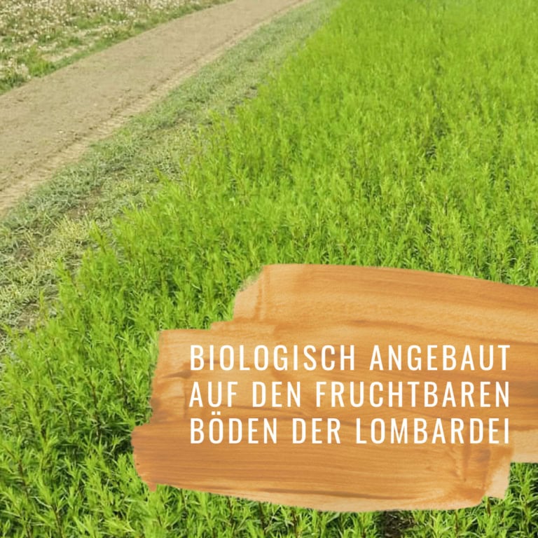 Estragon-HF-Gewürzstudio3