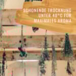 Estragon-HF-Gewürzstudio4