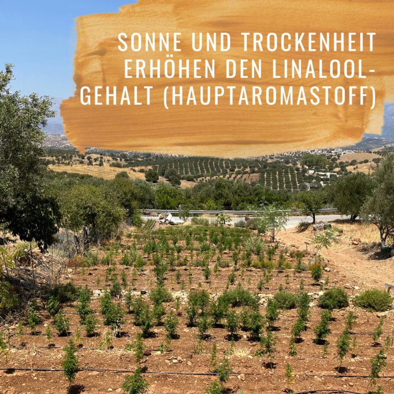 Bildkomposition Basilikum Gewürzstudio11