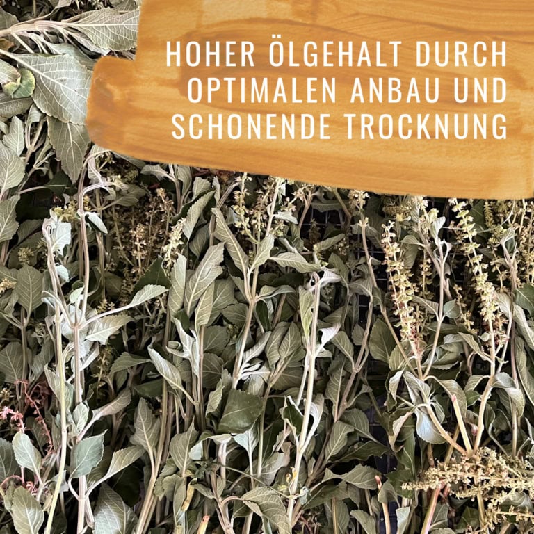 Bildkomposition Basilikum Gewürzstudio5