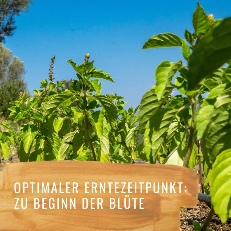 Bildkomposition Basilikum Gewürzstudio6