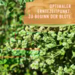 Bildkomposition Majoran Gewürzstudio12