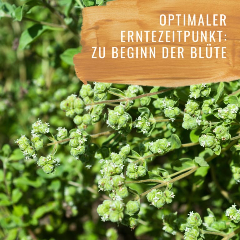 Bildkomposition Majoran Gewürzstudio12