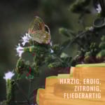 Bildkomposition Majoran Gewürzstudio2