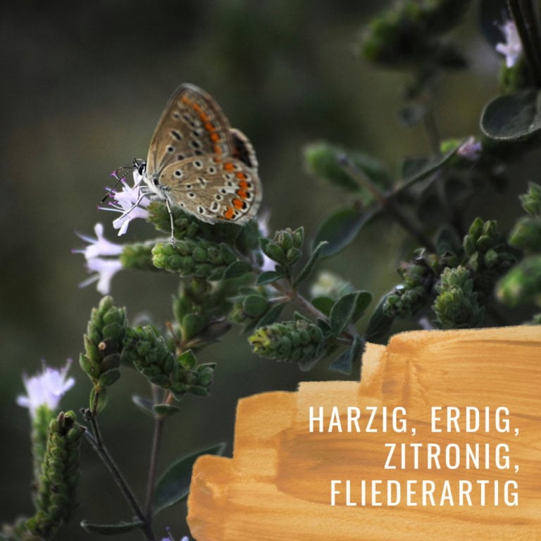 Bildkomposition Majoran Gewürzstudio2