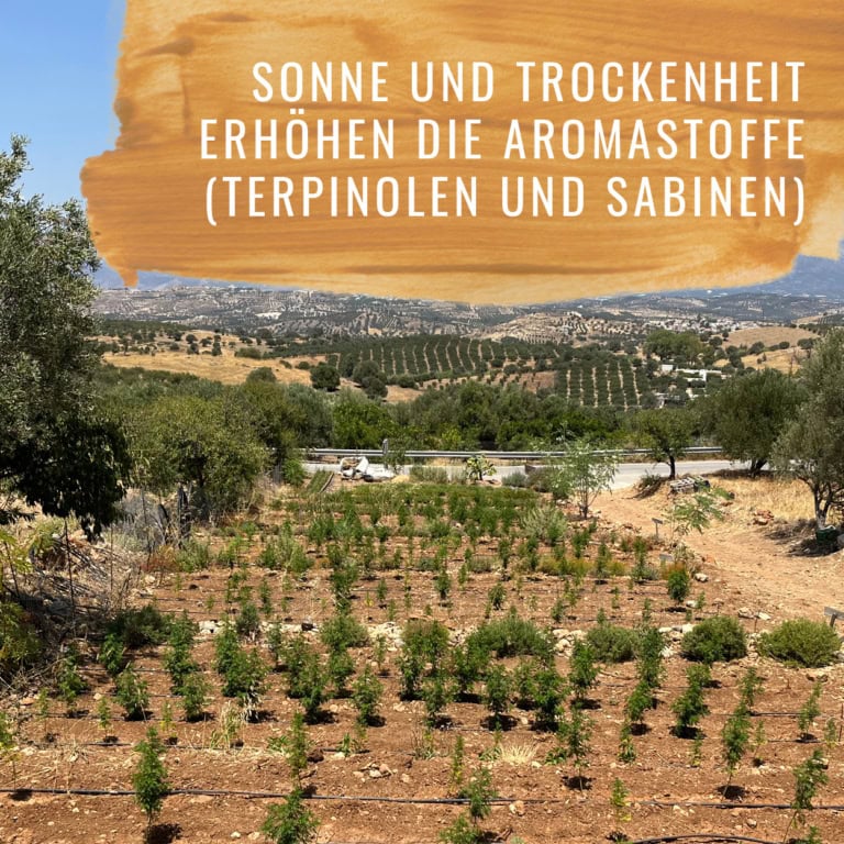 Bildkomposition Majoran Gewürzstudio5