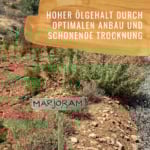 Bildkomposition Majoran Gewürzstudio6