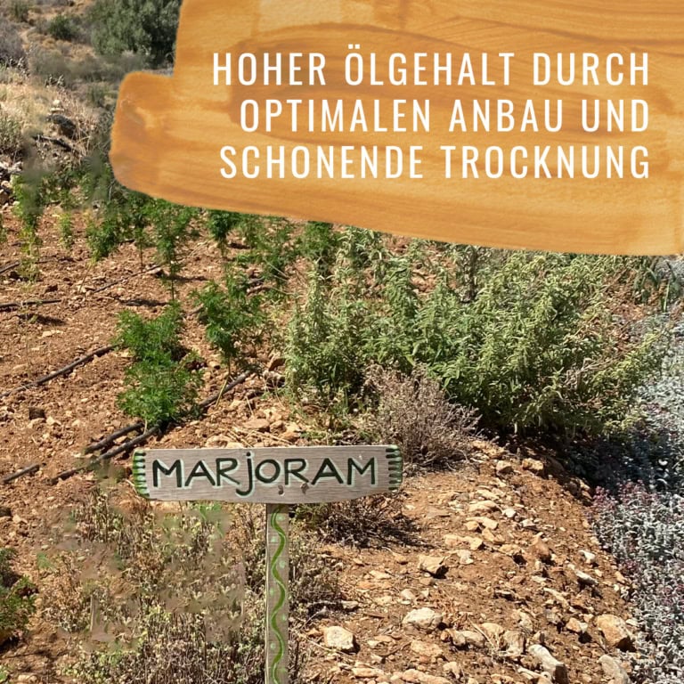 Bildkomposition Majoran Gewürzstudio6