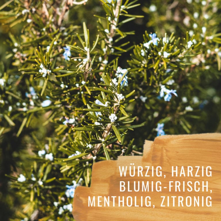Bildkomposition Rosmarin Gewürzstudio2
