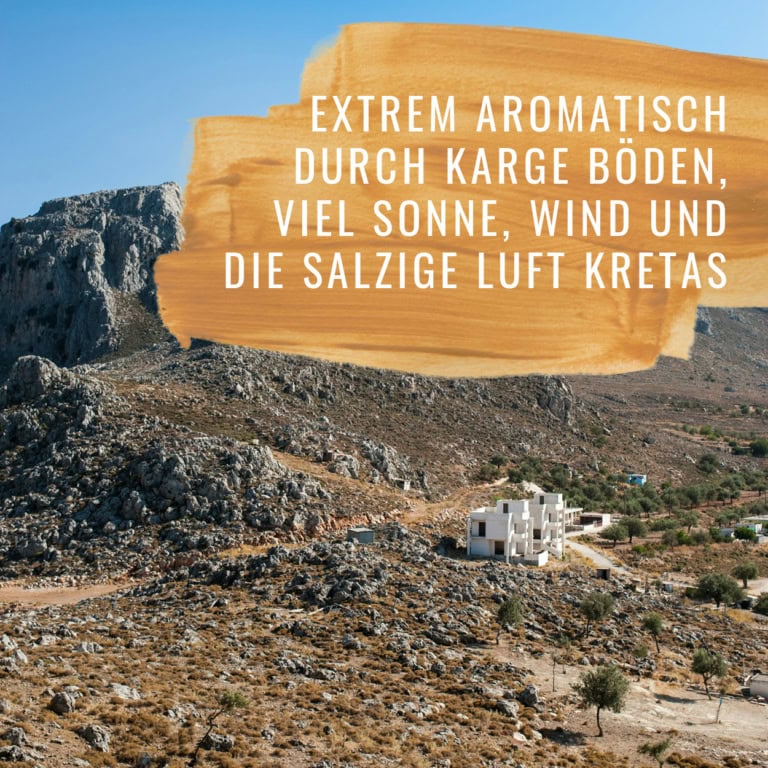 Bildkomposition Rosmarin Gewürzstudio3