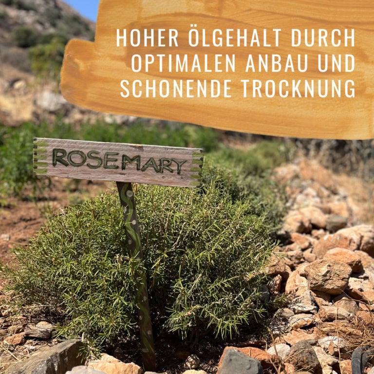 Bildkomposition Rosmarin Gewürzstudio6
