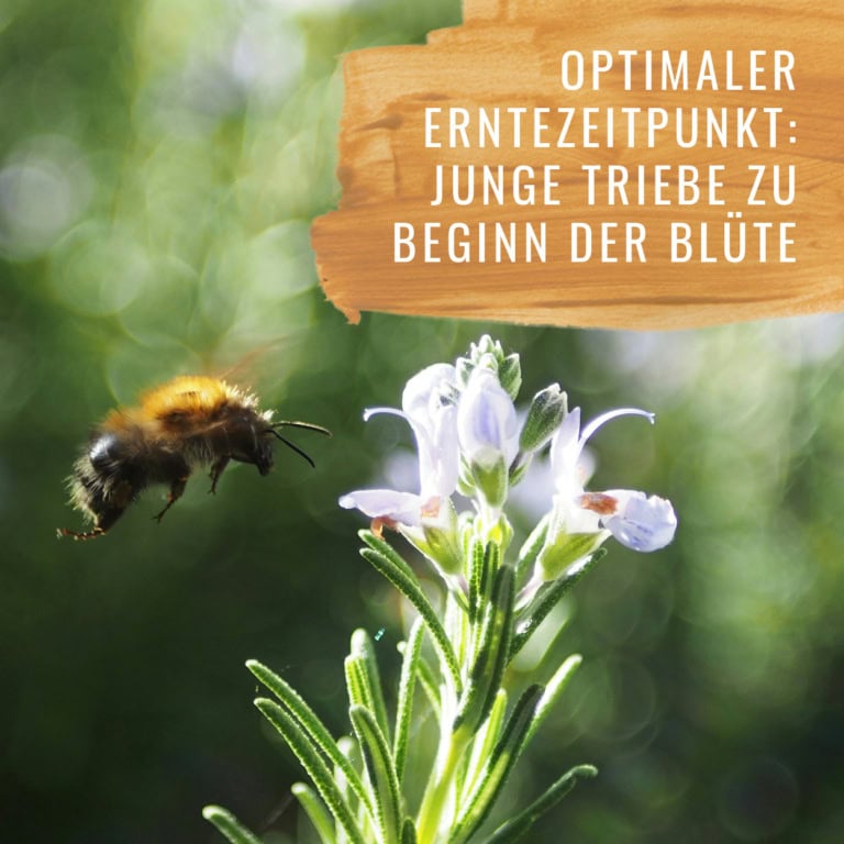 Bildkomposition Rosmarin Gewürzstudio7