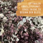 Bildkomposition Salbei Gewürzstudio7
