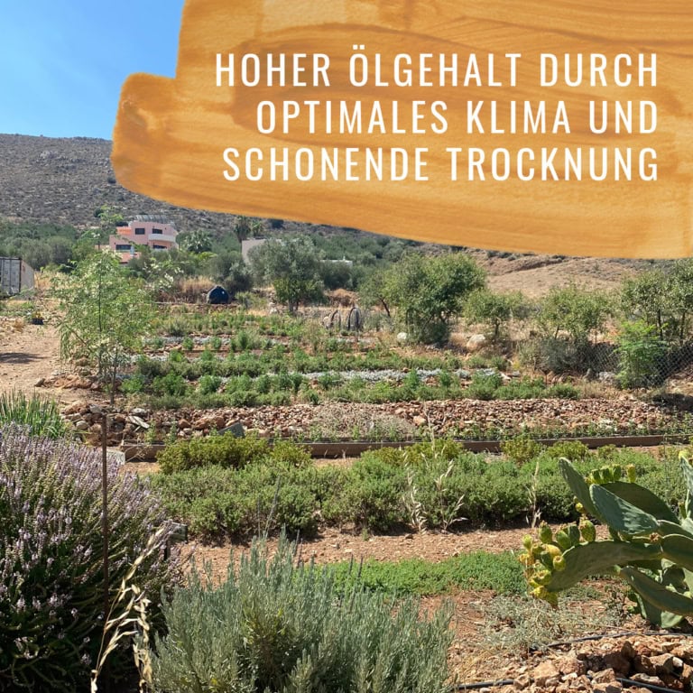 Bildkomposition Thymian Gewürzstudio13