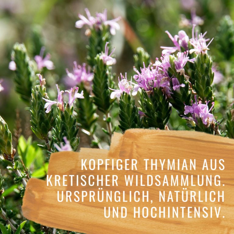 Bildkomposition Thymian Gewürzstudio14
