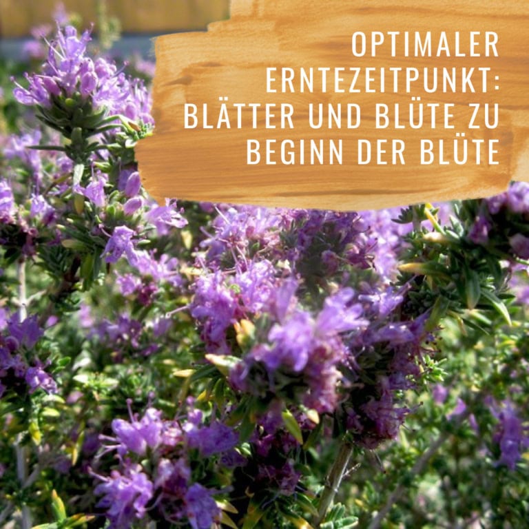 Bildkomposition Thymian Gewürzstudio15