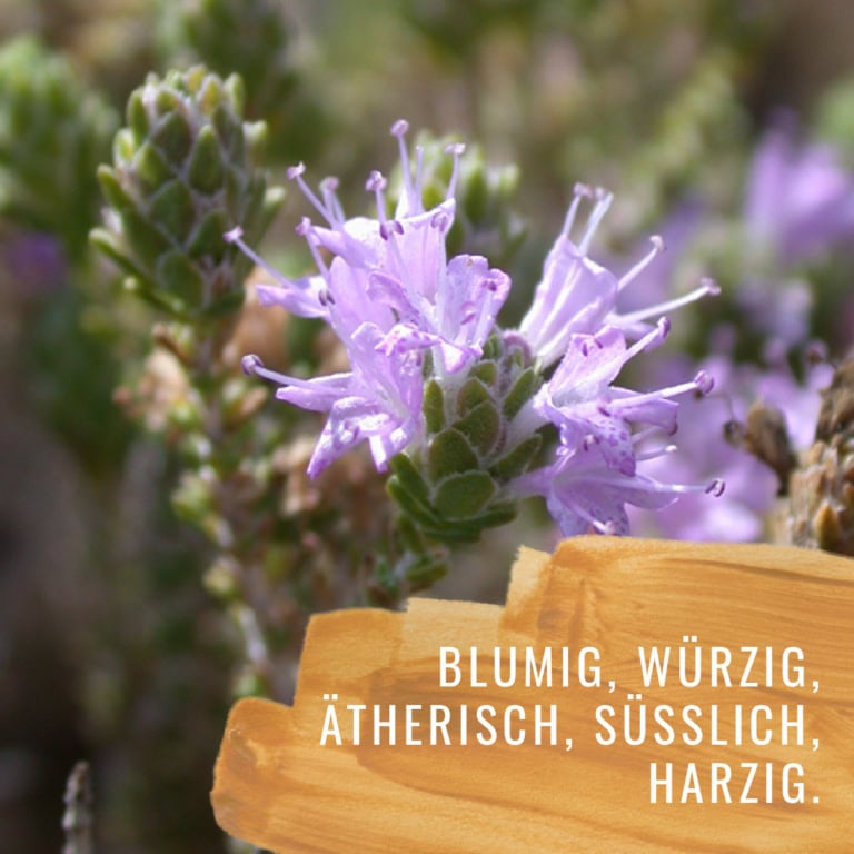 Bildkomposition Thymian Gewürzstudio18