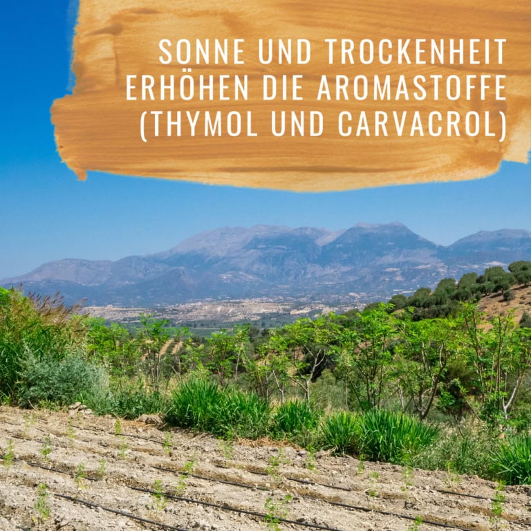 Bildkomposition Thymian Gewürzstudio5