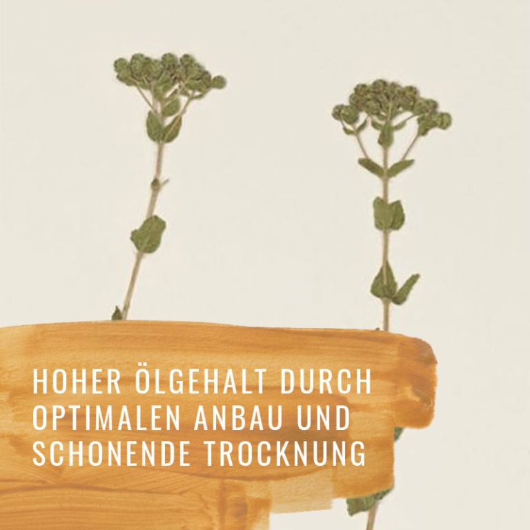 Oregano-HF-Gewürzstudio3