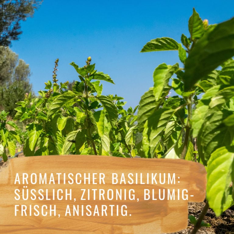 Bildkomposition Basilikum Gewürzstudio9