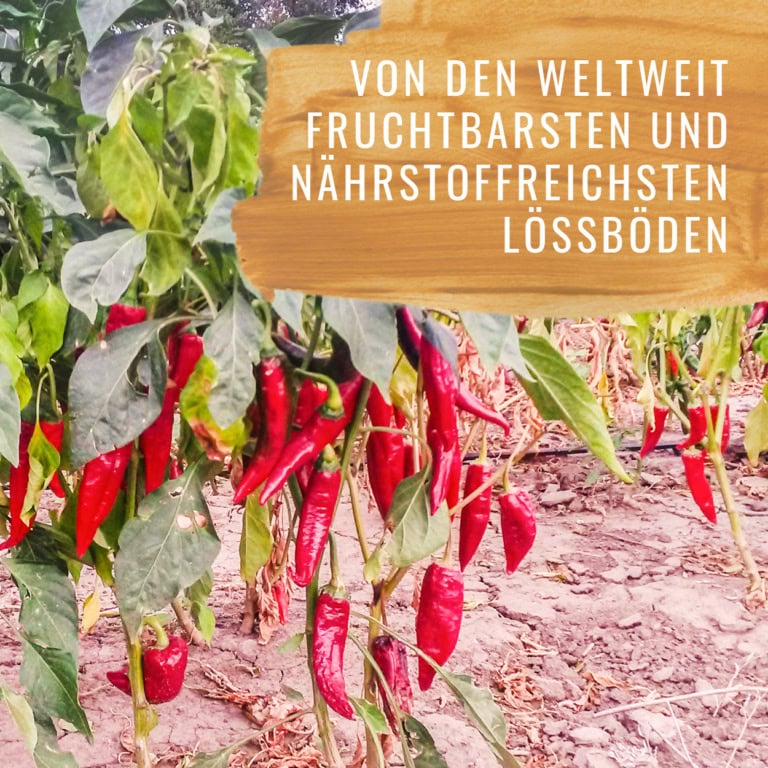 Paprika-Edelsüss-Gewürzstudio-3