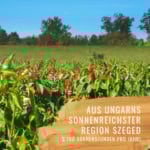 Paprika-Scharf-Gewürzstudio2