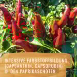Paprika-Scharf-Gewürzstudio6
