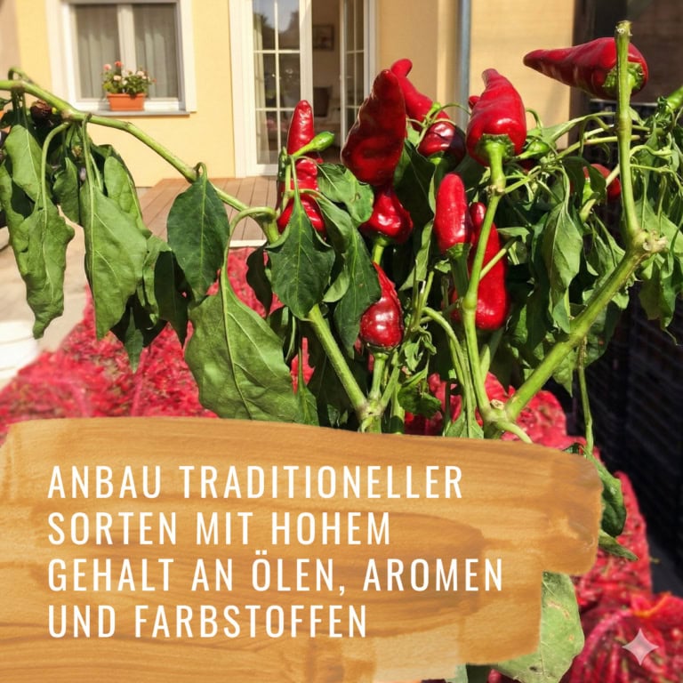 Chili-Szabo-Gewürzstudio_3