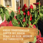 Paprika-Szabo-Edelsüss-Gewürzstudio3