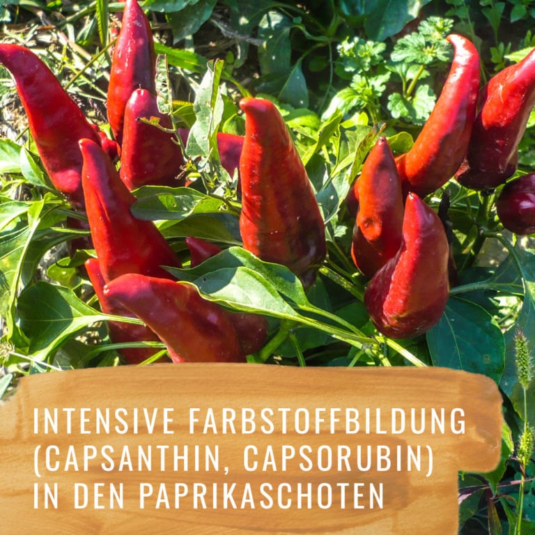Paprika-Szabo-Edelsüss-Gewürzstudio6